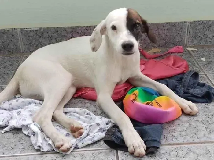 Cachorro ra a SRD-ViraLata idade 2 a 6 meses nome Aurora 