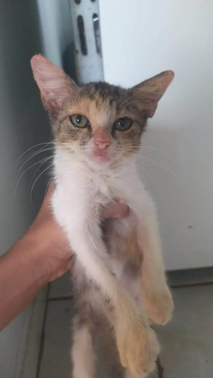 Gato ra a SRD-ViraLata idade 2 a 6 meses nome ANNE CAROLINE DOS SANTOS VIEIRA