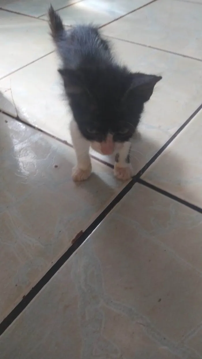 Gato ra a SRD-ViraLata idade 2 a 6 meses nome ANNE CAROLINE DOS SANTOS VIEIRA