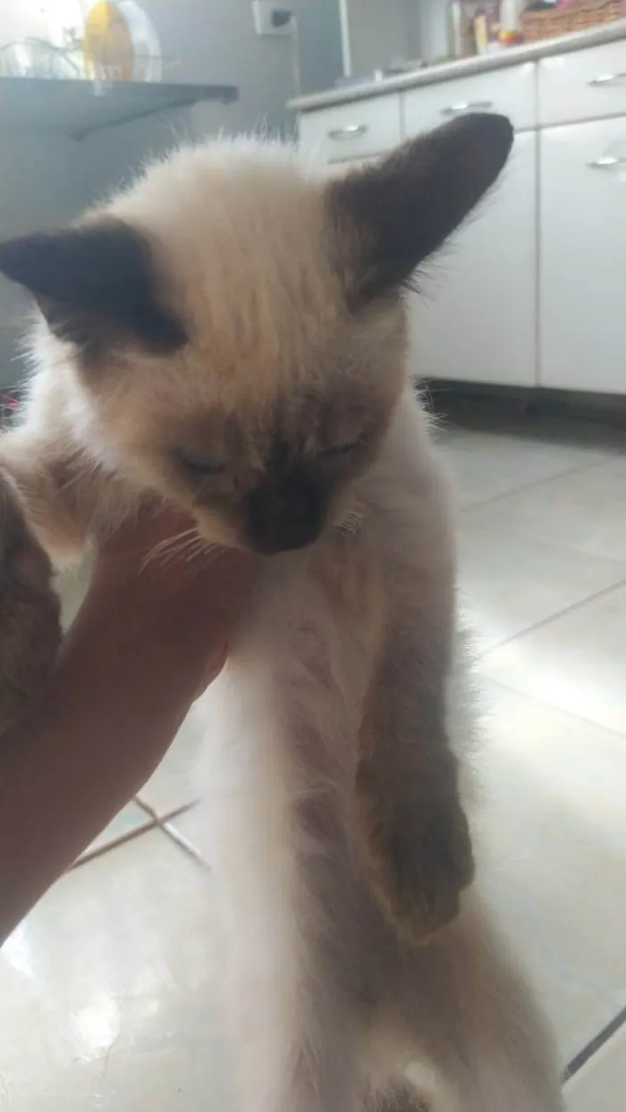 Gato ra a SRD-ViraLata idade 2 a 6 meses nome ANNE CAROLINE DOS SANTOS VIEIRA