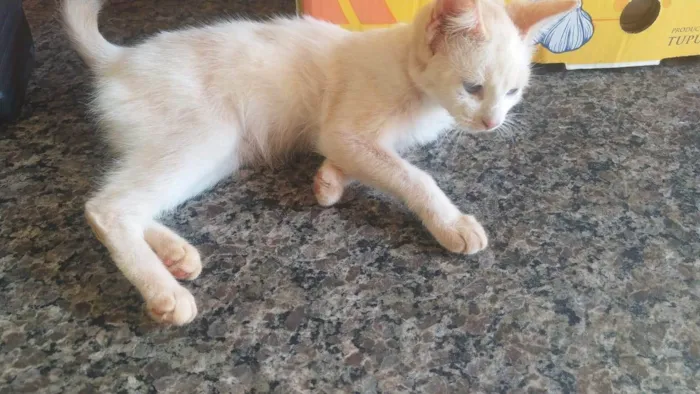 Gato ra a SRD-ViraLata idade 2 a 6 meses nome ANNE CAROLINE DOS SANTOS VIEIRA