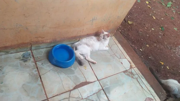 Gato ra a SRD-ViraLata idade 2 a 6 meses nome ANNE CAROLINE DOS SANTOS VIEIRA