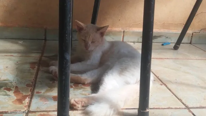 Gato ra a SRD-ViraLata idade 2 a 6 meses nome ANNE CAROLINE DOS SANTOS VIEIRA