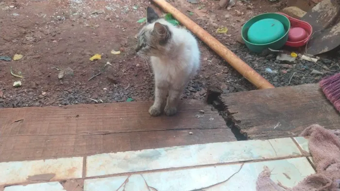 Gato ra a SRD-ViraLata idade 2 a 6 meses nome ANNE CAROLINE DOS SANTOS VIEIRA
