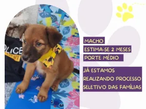 Cachorro raça SRD-ViraLata idade Abaixo de 2 meses nome Kalu