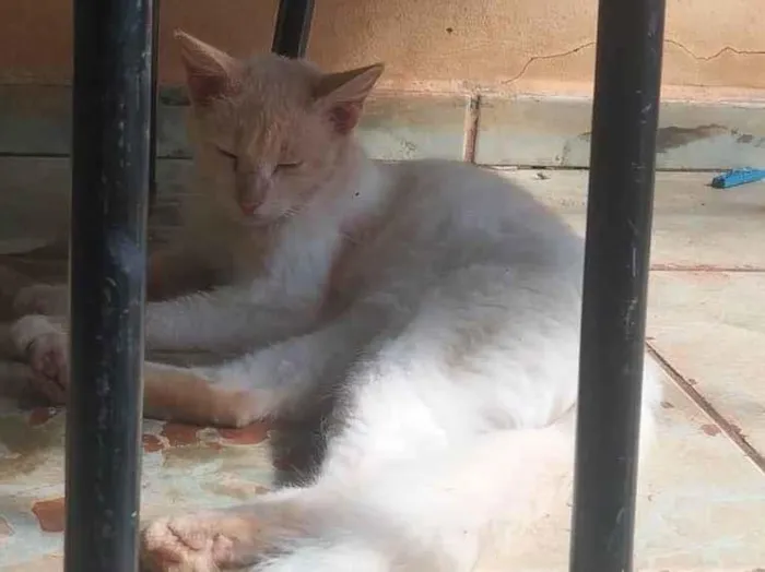 Gato ra a SRD-ViraLata idade 2 a 6 meses nome ANNE CAROLINE DOS SANTOS VIEIRA