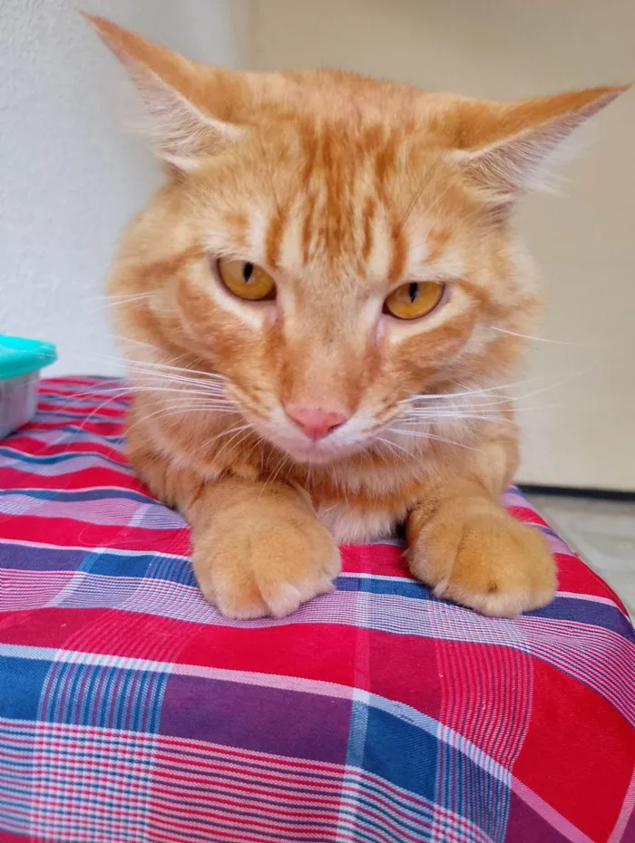 Gato ra a SRD-ViraLata idade 2 anos nome Simba 