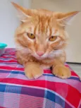 Simba