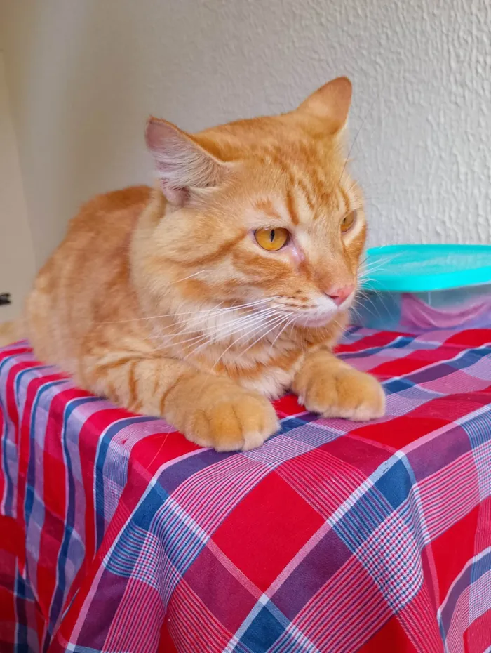 Gato ra a SRD-ViraLata idade 2 anos nome Simba 