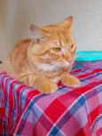 Simba