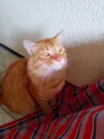 Simba
