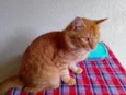 Simba