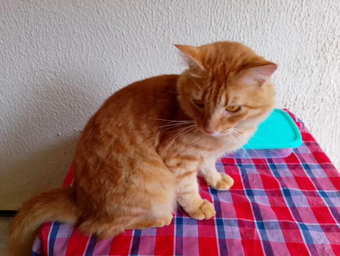 Gato ra a SRD-ViraLata idade 2 anos nome Simba 