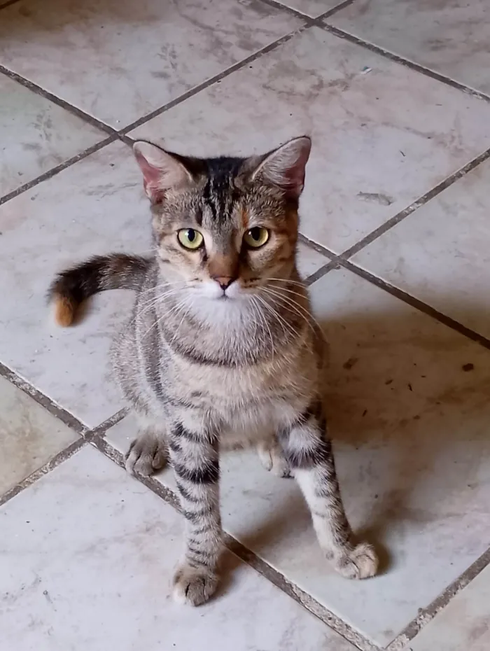 Gato ra a SRD-ViraLata idade 1 ano nome Chiquinha 