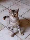 Chiquinha