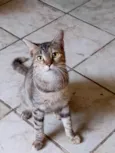 Chiquinha
