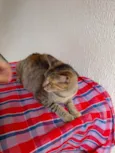 Chiquinha