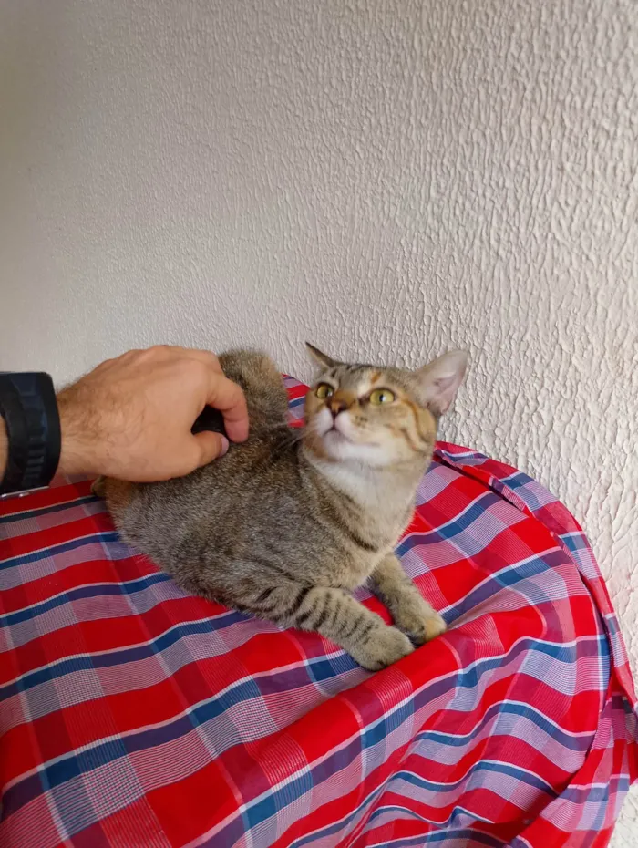 Gato ra a SRD-ViraLata idade 1 ano nome Chiquinha 