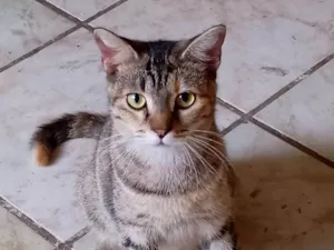 Gato raça SRD-ViraLata idade 1 ano nome Chiquinha 