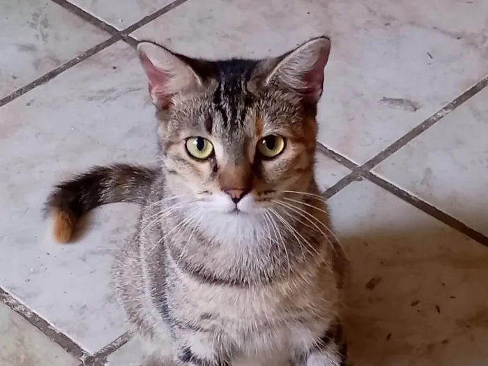 Gato ra a SRD-ViraLata idade 1 ano nome Chiquinha 