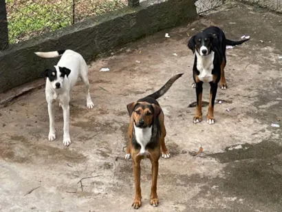 Cachorro raça Rottweiler idade 1 ano nome DOAÇÃO DE 3 ROTTWEILER COM DÁLMATA