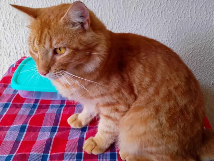 Gato ra a SRD-ViraLata idade 2 anos nome Simba 