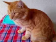 Simba