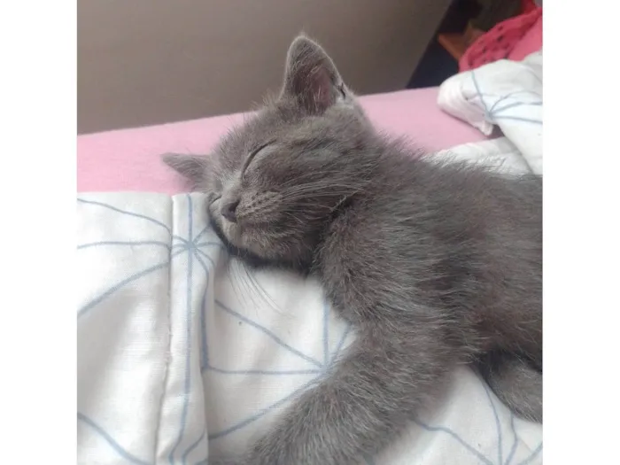 Gato ra a SRD-ViraLata idade 2 a 6 meses nome Bento