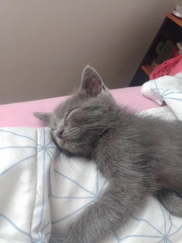 Gato ra a SRD-ViraLata idade 2 a 6 meses nome Bento