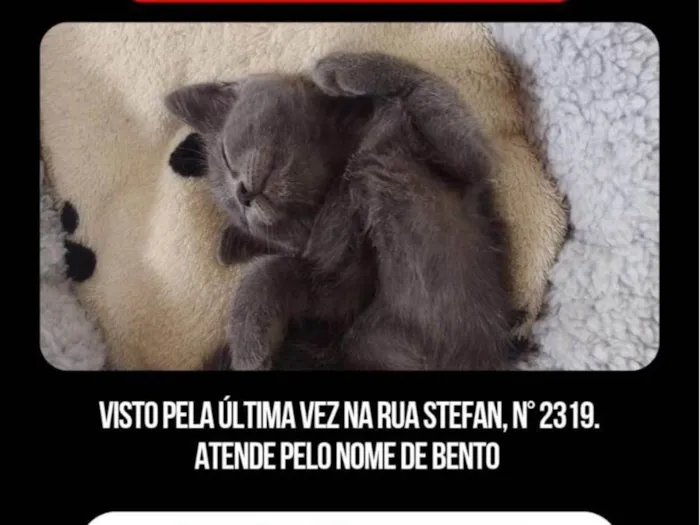 Gato ra a SRD-ViraLata idade 2 a 6 meses nome Bento