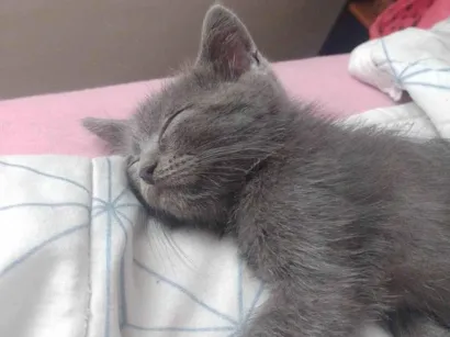Gato raça SRD-ViraLata idade 2 a 6 meses nome Bento