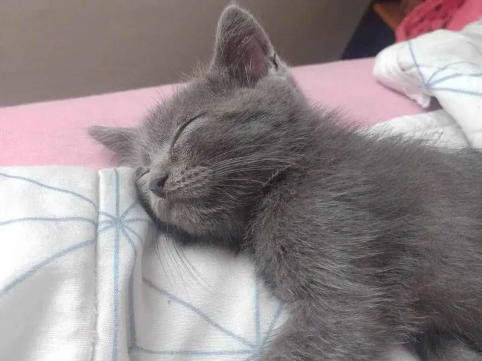 Gato ra a SRD-ViraLata idade 2 a 6 meses nome Bento