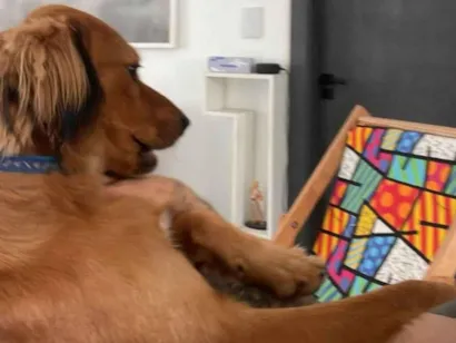 Cachorro raça SRD-ViraLata idade 7 a 11 meses nome Juvenal