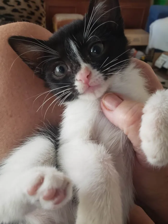 Gato ra a SRD-ViraLata idade Abaixo de 2 meses nome Laila, Sofy, e Moana