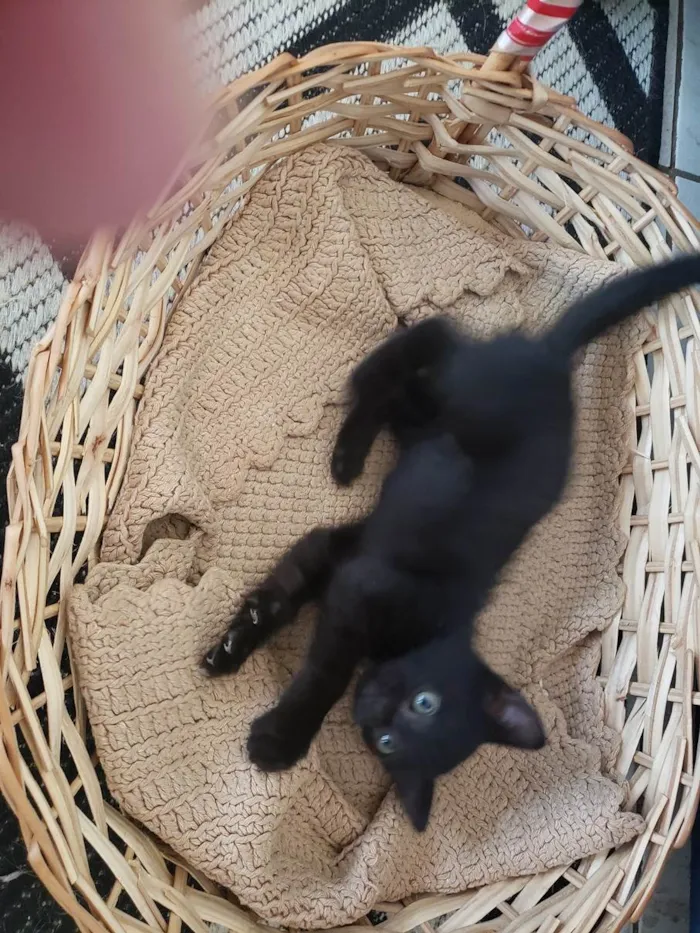 Gato ra a SRD-ViraLata idade Abaixo de 2 meses nome Laila, Sofy, e Moana