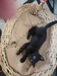 Laila, Sofy, e Moana