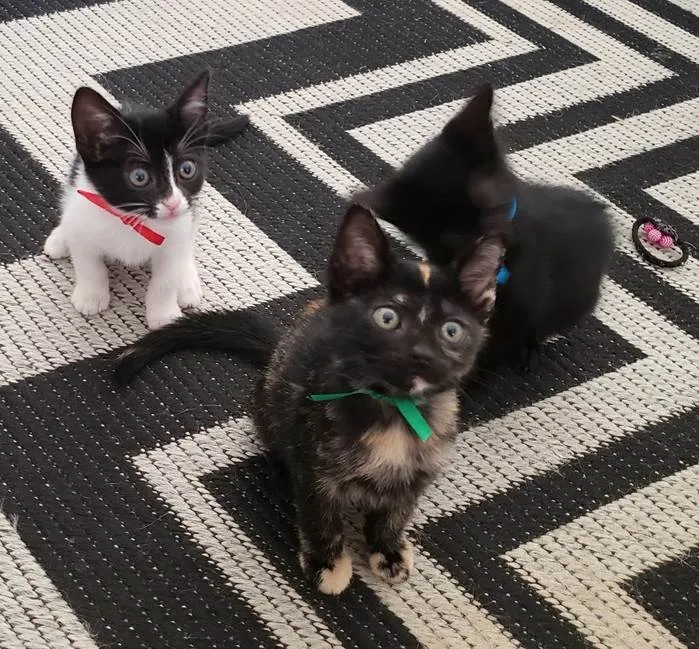 Gato ra a SRD-ViraLata idade Abaixo de 2 meses nome Laila, Sofy, e Moana