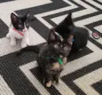 Laila, Sofy, e Moana