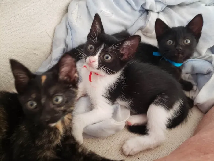 Gato ra a SRD-ViraLata idade Abaixo de 2 meses nome Laila, Sofy, e Moana