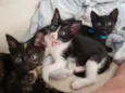 Laila, Sofy, e Moana