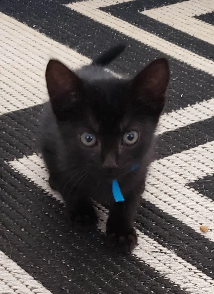 Gato ra a SRD-ViraLata idade Abaixo de 2 meses nome Laila, Sofy, e Moana
