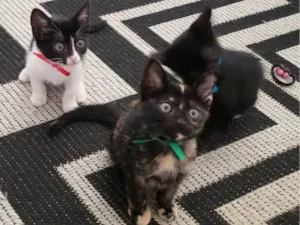 Gato raça SRD-ViraLata idade Abaixo de 2 meses nome Laila, Sofy, e Moana