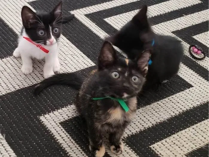 Gato ra a SRD-ViraLata idade Abaixo de 2 meses nome Laila, Sofy, e Moana