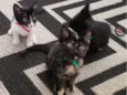 Laila, Sofy, e Moana