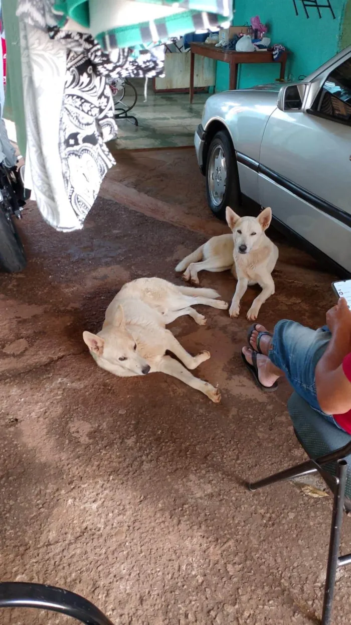 Cachorro ra a Pastor Alemão idade 1 ano nome N sabemos o nome