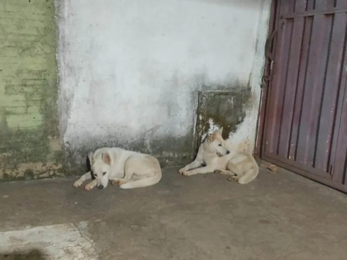 Cachorro ra a Pastor Alemão idade 1 ano nome N sabemos o nome