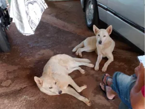 Cachorro raça Pastor Alemão idade 1 ano nome N sabemos o nome