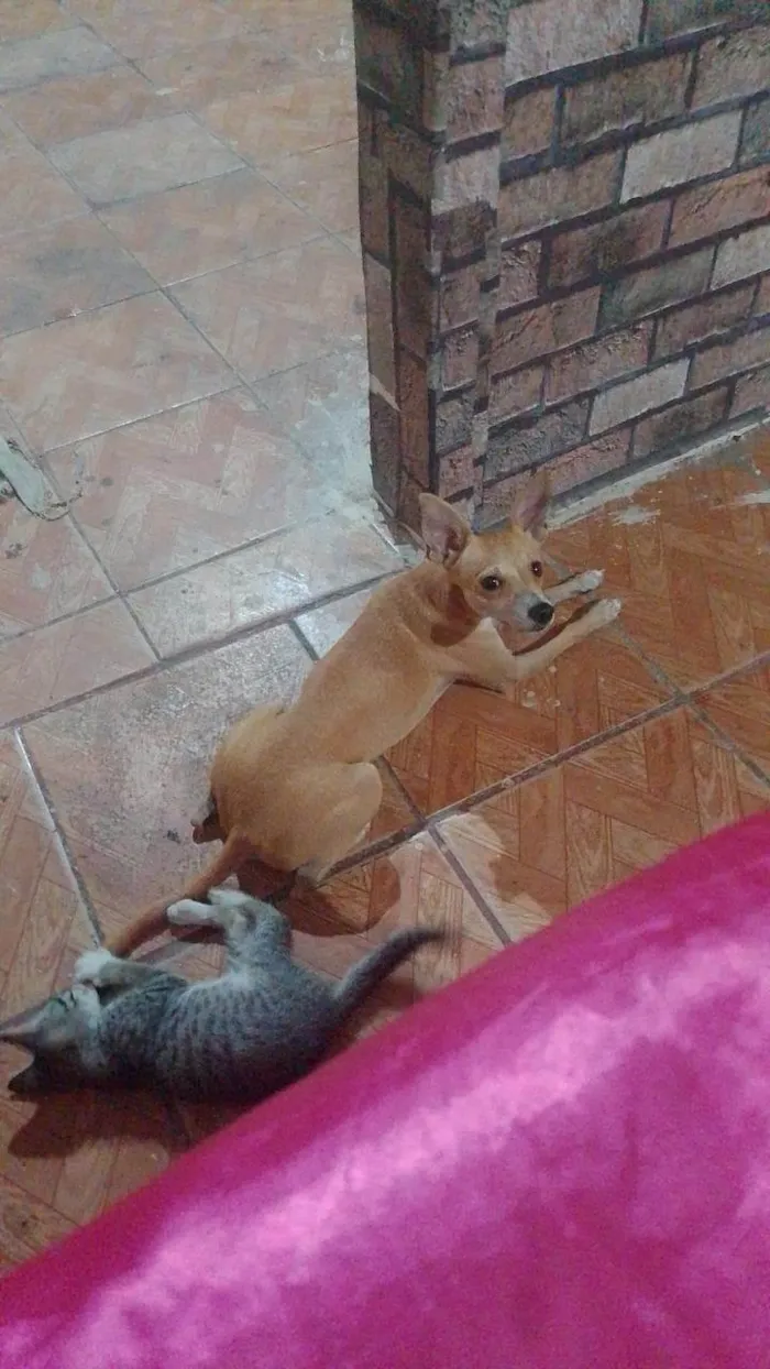 Cachorro ra a Pinscher idade 2 a 6 meses nome Esquit