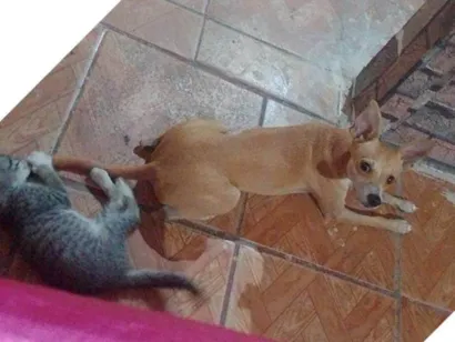 Cachorro raça Pinscher idade 2 a 6 meses nome Esquit