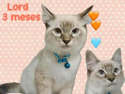 Gato raça SRD-ViraLata idade 2 a 6 meses nome Lord